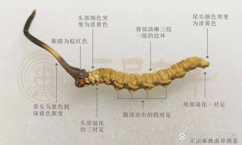 肝胆颗粒功效-肝胆颗粒说明书网 :分享肝胆颗粒长期吃有副作用吗-肝胆颗粒兽用标准说明知识